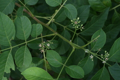 Cipadessa baccifera